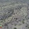 Wild Burros Mile West Mine Trail Arizona