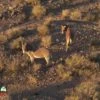 Arizona Wild Burros