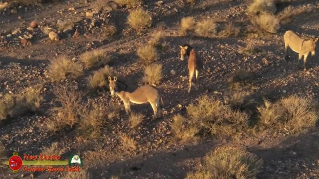 Arizona Wild Burros