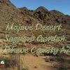 Mojave Desert Saguaro Garden