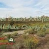 Mojave Desert Wildflowers