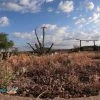 Hummingbird Dancing on an Ocotillo Flower Timelapse